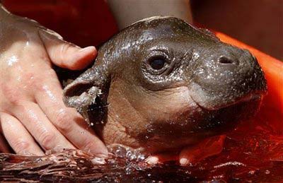 Three-week-old hippo Monifa