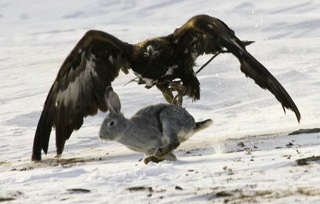 golden eagle hunting. A tame golden eagle swoops