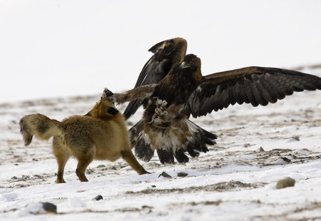 Chasse au renard