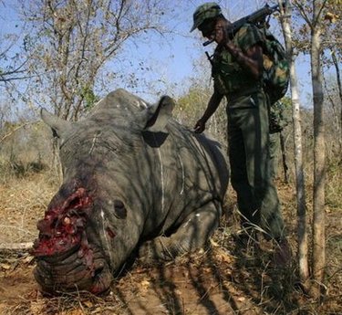 Poachers pluck horn without killing rhino in Nep