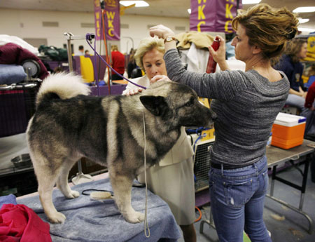 Study: Dogs do look like owners