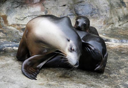 Sea lion pup's debut in Sydney