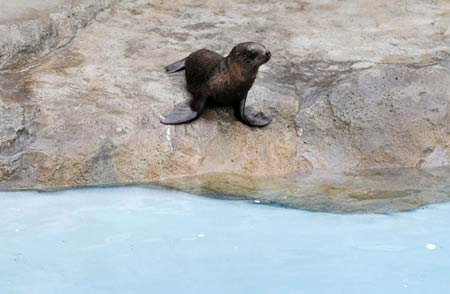 Sea lion pup's debut in Sydney