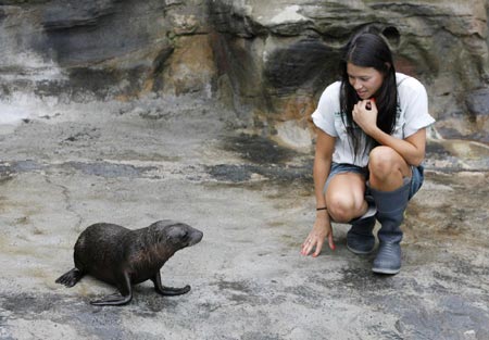 Sea lion pup's debut in Sydney