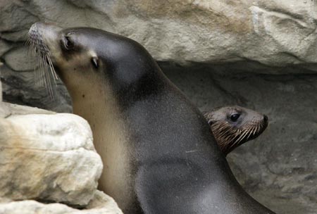 Sea lion pup's debut in Sydney