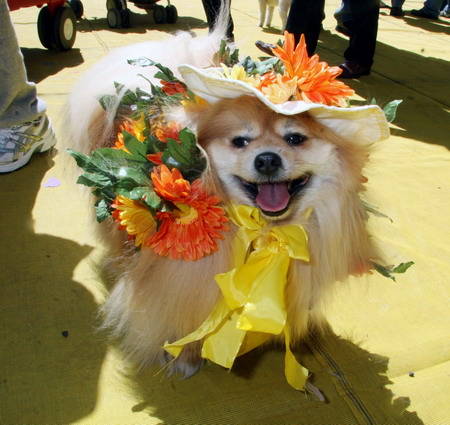 Dressed up pets