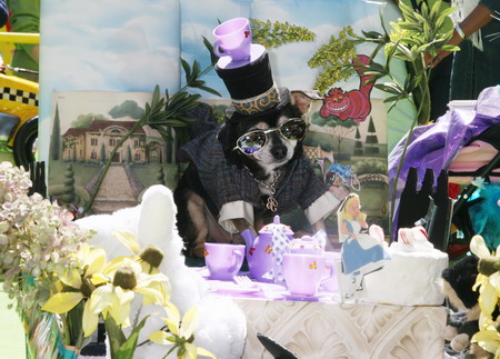 Pets dressed up for Easter Parade in NY