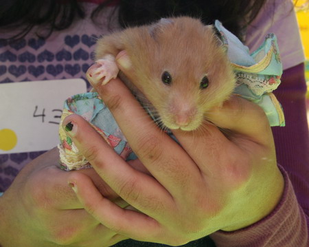 Pets dressed up for Easter Parade in NY