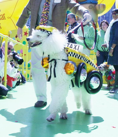 Pets dressed up for Easter Parade in NY
