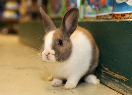 Bunny has two noses