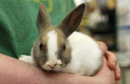 Bunny has two noses