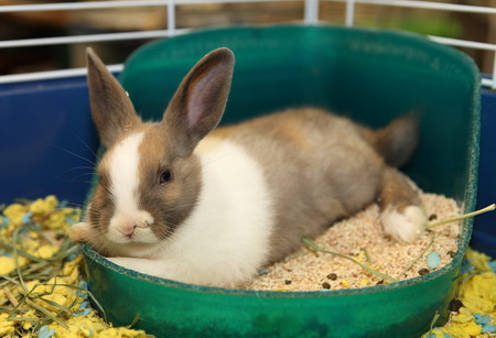 Bunny has two noses