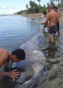 Rare megamouth shark caught, eaten in Philippines