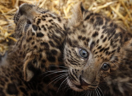 Chinese Leopard cubs meet the press