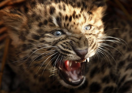 Chinese Leopard cubs meet the press