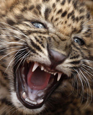 Chinese Leopard cubs meet the press