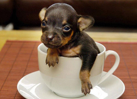 Hopeful candidate for world's smallest dog