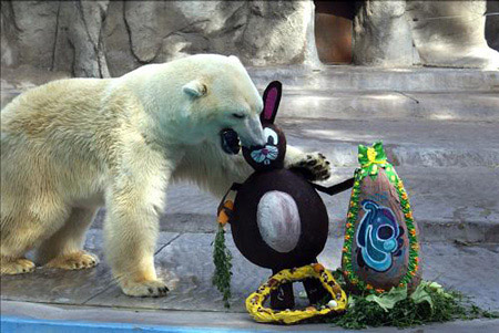 Animals can not wait to open Easter gift boxes