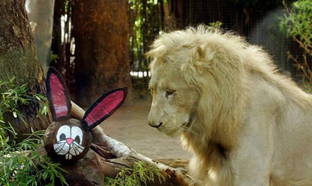 Animals can not wait to open Easter gift boxes