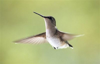 Scientists start to unlock secrets of bird flight