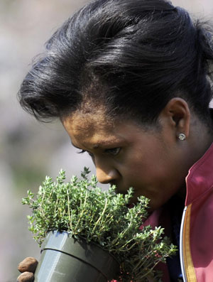 US First Lady plants herb in White House