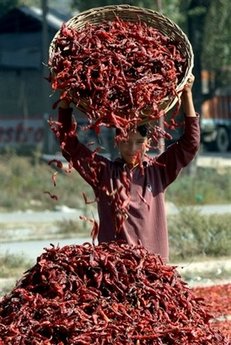 Indian woman aims for chilli record