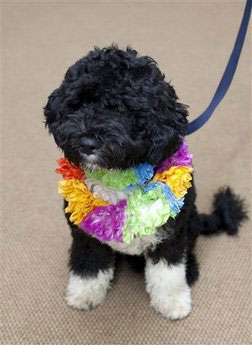 Obama girls name their new puppy 'Bo'