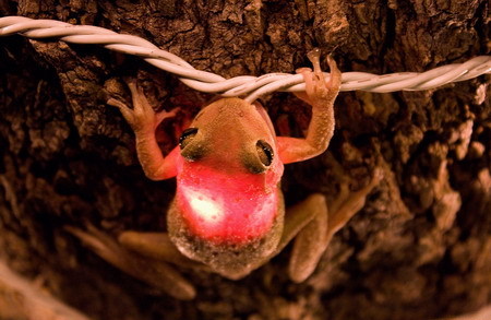 Frog lit up after swallowing light bulb