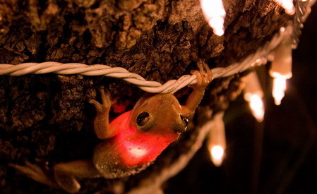 Frog lit up after swallowing light bulb