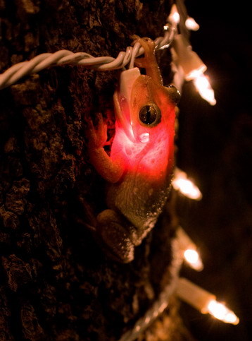 Frog lit up after swallowing light bulb