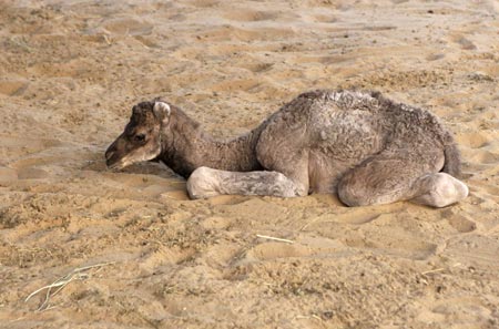 World's first cloned camel in Dubai