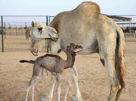 World's first cloned camel in Dubai