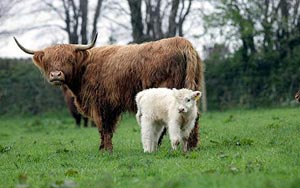 Brown cattle produce rare white calf