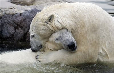 Partnership between bears