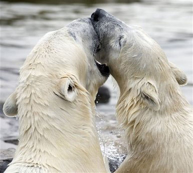 Partnership between bears