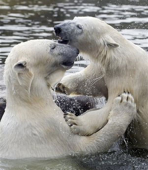 Partnership between bears