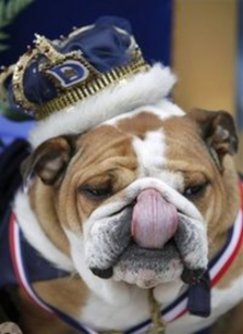 Porterhouse sizzles at bulldog beauty contest