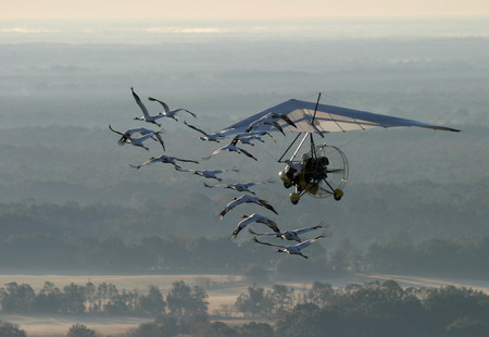 Human-led migration for whooping cranes