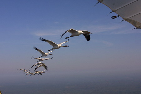 Human-led migration for whooping cranes