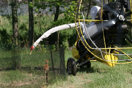 Human-led migration for whooping cranes