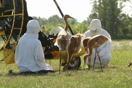Human-led migration for whooping cranes