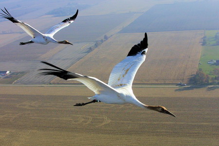 Human-led migration for whooping cranes