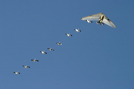 Human-led migration for whooping cranes