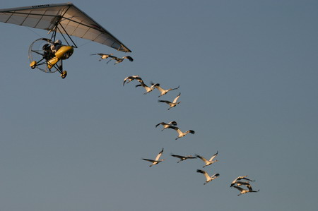 Human-led migration for whooping cranes
