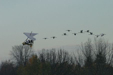 Human-led migration for whooping cranes
