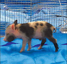 Want an organ? Ask a piglet called Xeno