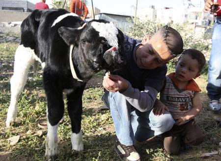 Calf born with two noses
