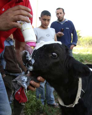 Calf born with two noses