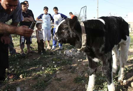 Calf born with two noses
