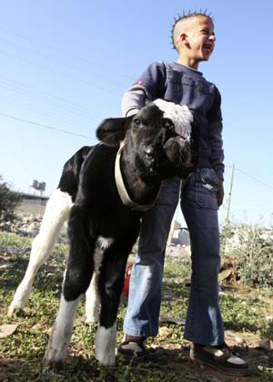 Calf born with two noses
